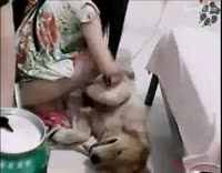 Зоофилия псины с русской блядовкой