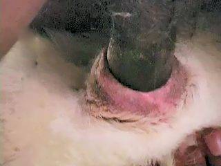 Горячий негр трахает голубоглазую собаку